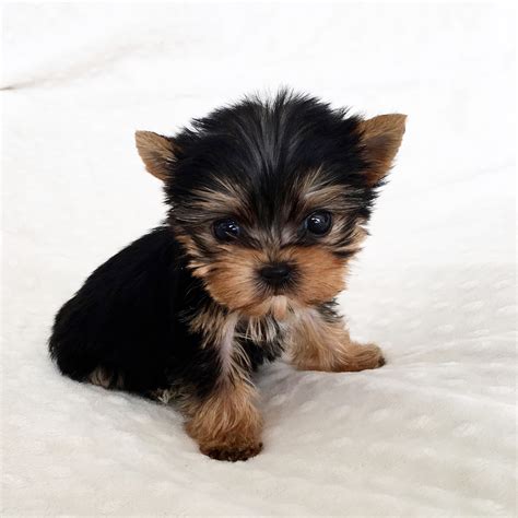 teacup yorkies for sale in va|yorkie terrier puppies for adoption.